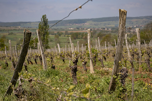 À la découverte des Grands Crus de Bourgogne en seulement une journée !