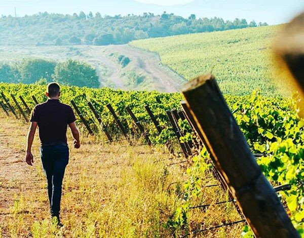 Immersion Vignes & Vins