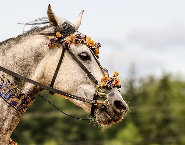 Spectacle équestre